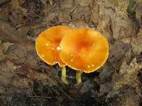 Amanita flavoconia image