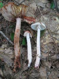 Amanita rubescens image