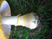 Amanita muscaria image