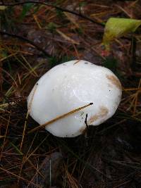 Suillus placidus image