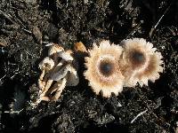 Leucoagaricus meleagris image