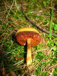 Chalciporus piperatus image