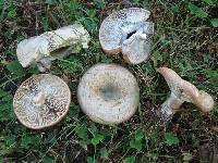 Lactarius chelidonium image