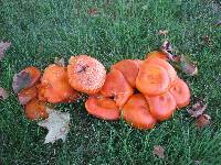 Omphalotus illudens image