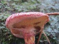 Suillus pictus image