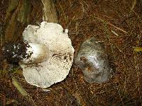 Tricholoma virgatum image