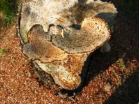 Polyporus squamosus image