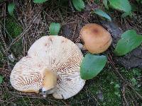 Lactarius volemus image