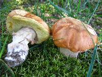 Boletus chippewaensis image