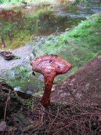 Ganoderma tsugae image