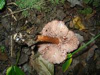 Laccaria laccata image