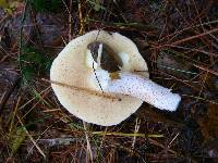 Suillus placidus image