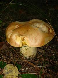 Boletus chippewaensis image