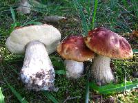 Boletus chippewaensis image