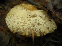 Suillus americanus image