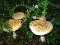 Amanita muscaria image