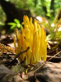 Clavulinopsis fusiformis image