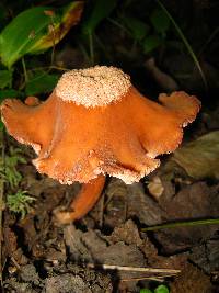 Laccaria laccata image