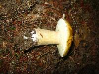 Boletus chippewaensis image