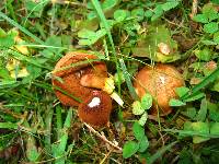 Chalciporus piperatus image