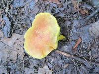 Pulveroboletus ravenelii image