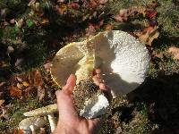 Amanita muscaria var. guessowii image