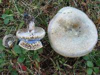 Lactarius chelidonium image