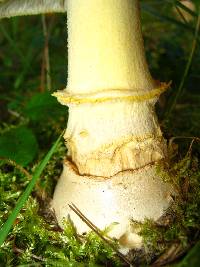 Amanita muscaria var. guessowii image