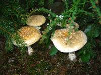 Amanita muscaria var. guessowii image