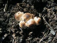 Leucoagaricus meleagris image