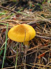 Cortinarius semisanguineus image