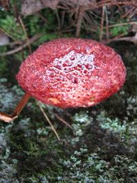 Suillus pictus image