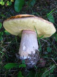 Boletus chippewaensis image