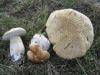 Boletus chippewaensis image