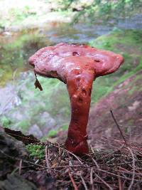 Ganoderma tsugae image