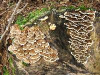 Trametes versicolor image