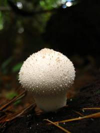 Lycoperdon perlatum image