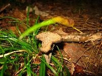 Craterellus fallax image