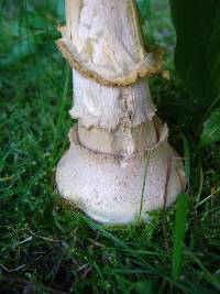 Amanita muscaria var. guessowii image