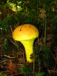 Pulveroboletus ravenelii image