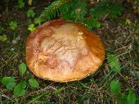 Boletus chippewaensis image