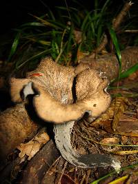 Craterellus fallax image