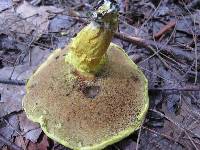 Pulveroboletus ravenelii image