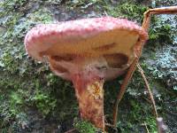 Suillus pictus image