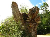 Ganoderma applanatum image