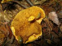 Suillus americanus image