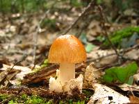 Amanita amerifulva image