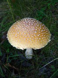 Amanita muscaria var. guessowii image