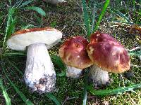 Boletus chippewaensis image