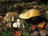 Amanita muscaria var. guessowii image